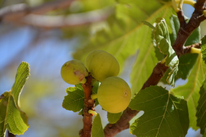 نگاهی به چشم اندازهای دیدنی استهبان فارس