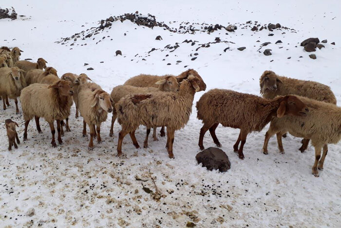 آغاز توزیع بیش از چهار هزار تن نهاده دامی در استان اردبیل