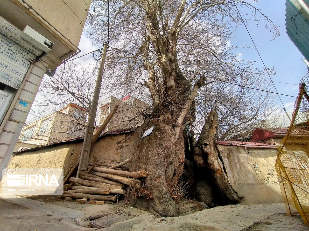 درختی که روزگاری قصابی بود