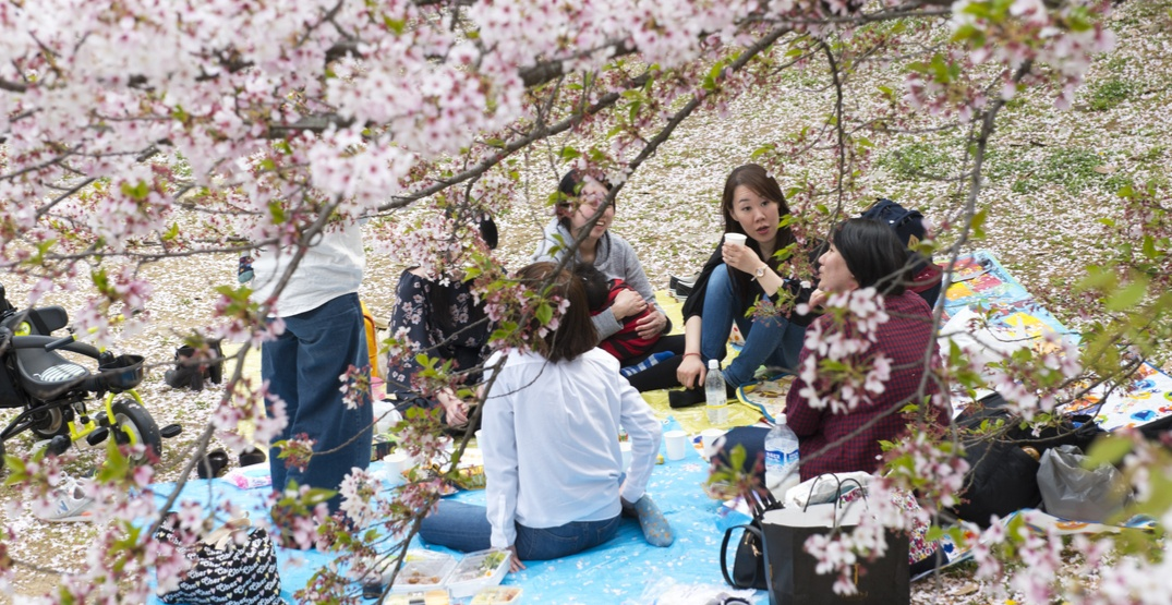 هانامی؛ جشنواره‌ بهاری شکوفه‌های گیلاس 