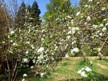 عکس/ شکوفه های بهاری در باغ شاهزاده ماهان