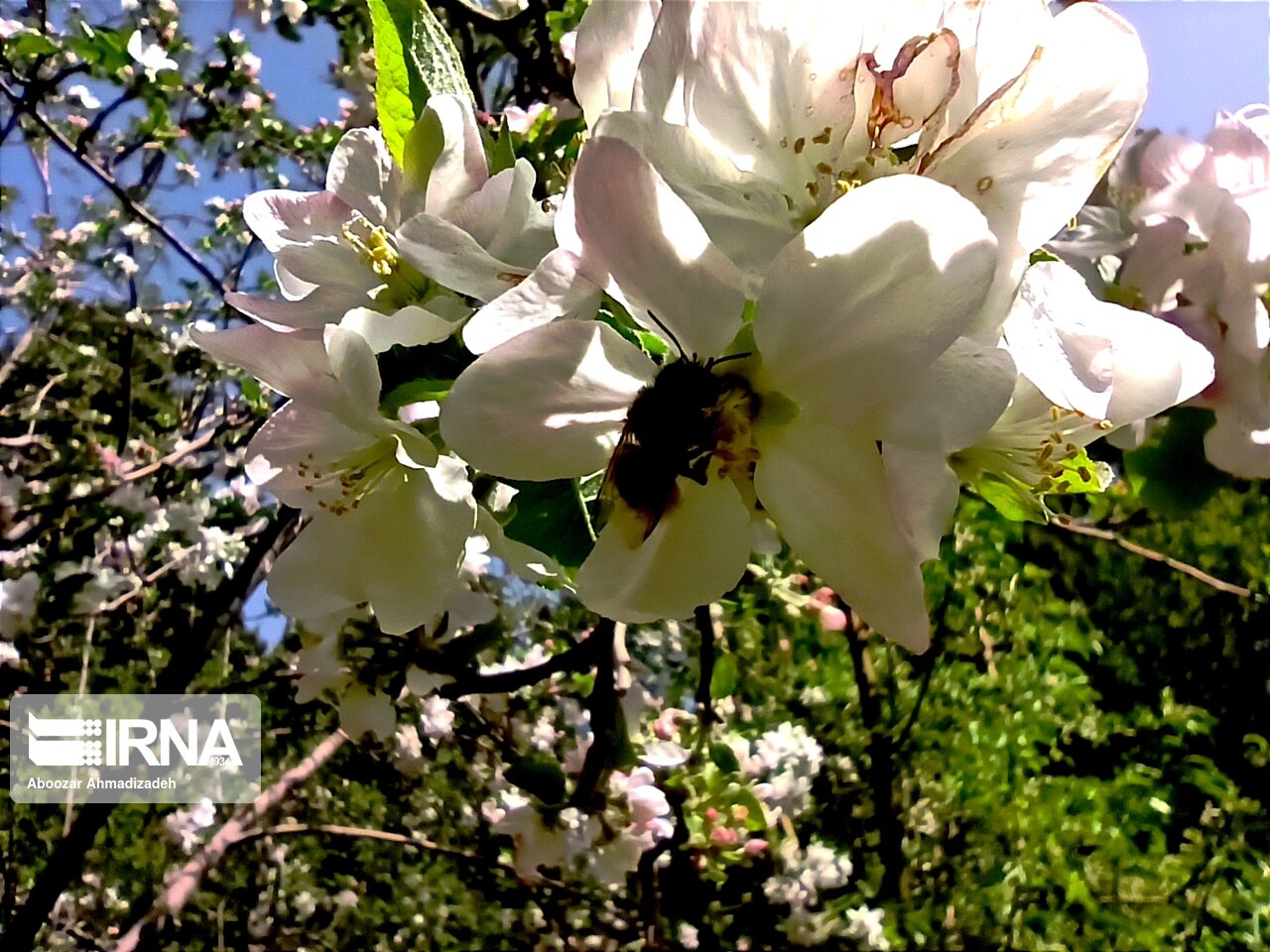 Smell of spring in Shazdeh Mahan Garden