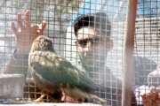 معاون شهردار کرمانشاه: مراکز خرید و فروش پرندگان در برابر بیماری‌ها کنترل می‌شوند