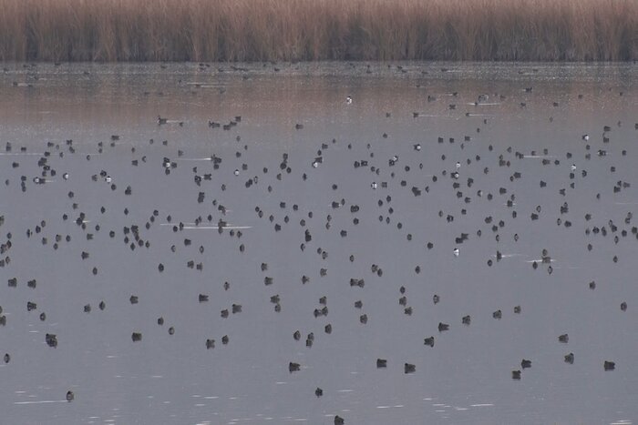 بیش از ۳۱ هزار بال پرنده در منابع آبی مهاباد سرشماری شد