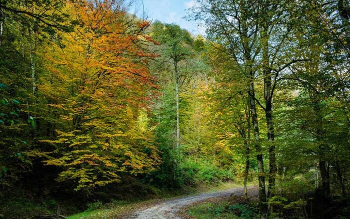 زیباترین جنگلهای شمال ایران کدامند؟