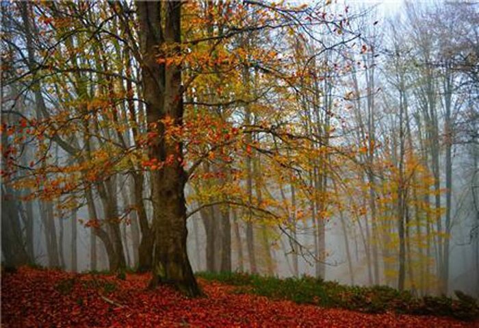 زیباترین جنگلهای شمال ایران کدامند؟