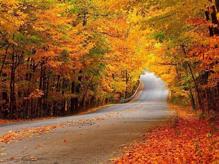 زیباترین جنگلهای شمال ایران کدامند؟