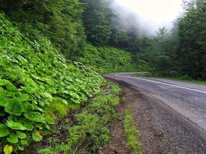 زیباترین جنگلهای شمال ایران کدامند؟