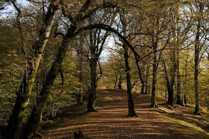 زیباترین جنگلهای شمال ایران کدامند؟