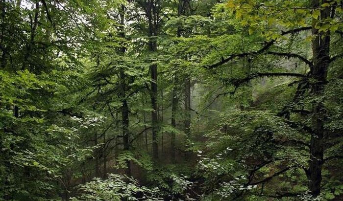 زیباترین جنگلهای شمال ایران کدامند؟