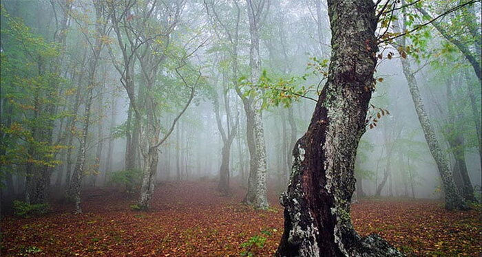 زیباترین جنگلهای شمال ایران کدامند؟