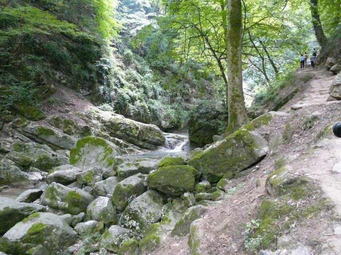 زیباترین جنگلهای شمال ایران کدامند؟