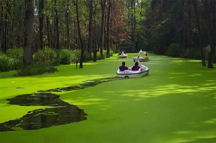 زیباترین جنگلهای شمال ایران کدامند؟