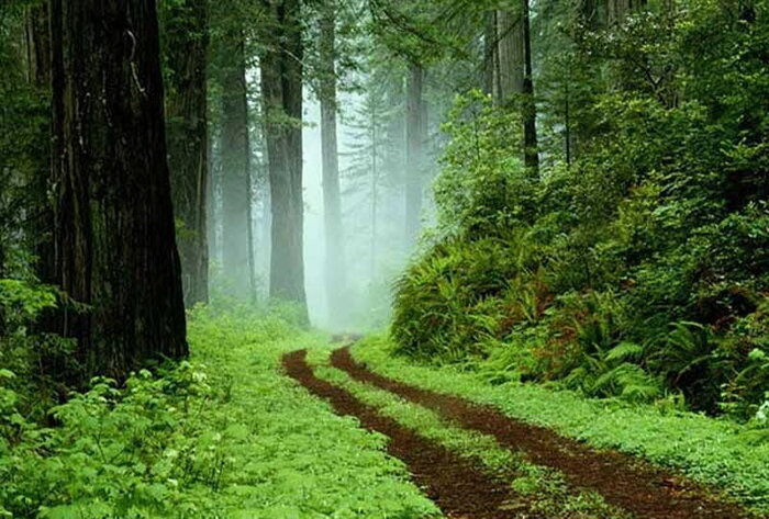 زیباترین جنگلهای شمال ایران کدامند؟