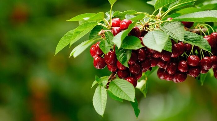 فرماندار شمیرانات: مشروعیت مدیران در گرو عملگرایی به شعار سال است