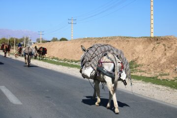 کوچ عشایر ایلام