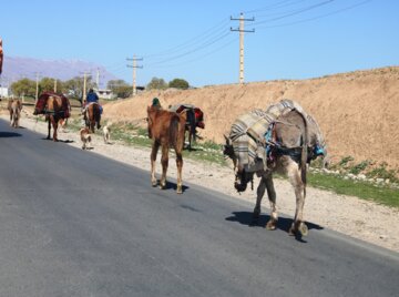 کوچ عشایر ایلام