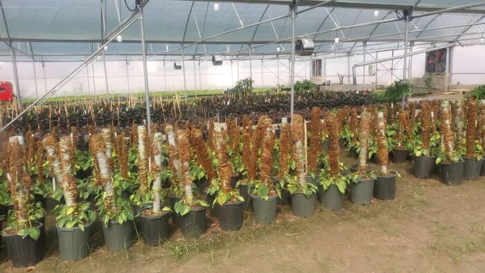 فروش، اولین دغدغه تولید کننده نمونه گل و گیاه مازندران