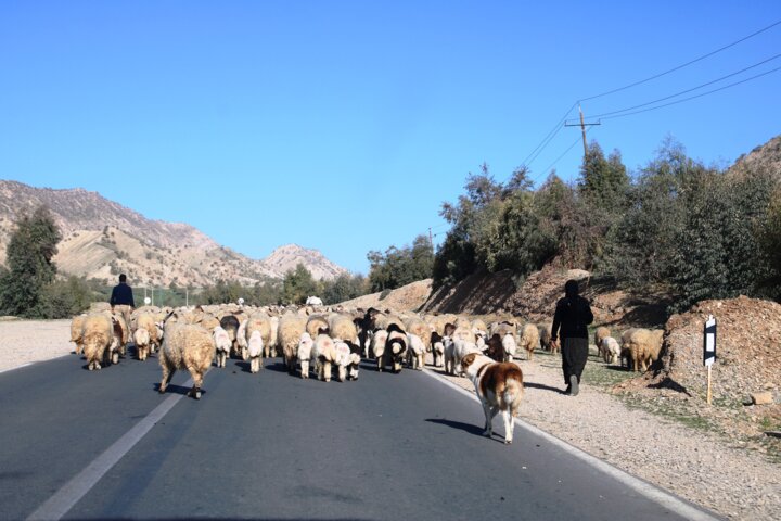 مشکلات عشایر بوشهر و اقدامات دولت برای کاهش رنج آنها