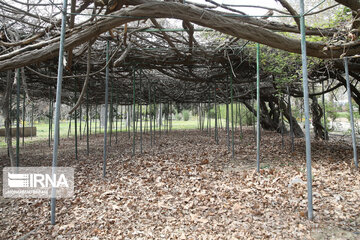 National Botanical Garden of Iran