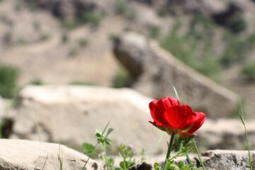 بَردِ شیر (شیر سنگی) نمادی در تاریخ و فرهنگ بختیاری