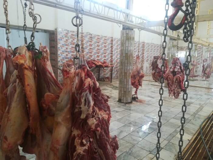 عشایر ایرانشهر پارسال بیش‌از ۳۵۰ تن گوشت قرمز تولید کردند
