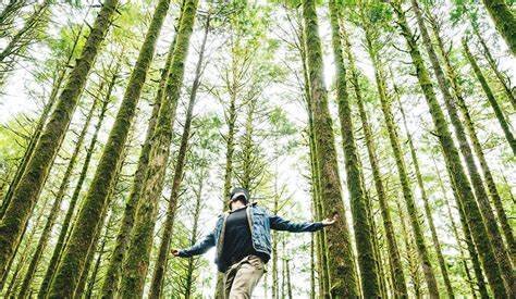 اثرات مثبت طبیعت بر سلامت روانی