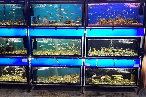 تولید بیش از یک میلیون و ۸۳۵هزار قطعه ماهیان زینتی در فسا   تولید بیش از یک میلیون و ۸۳۵هزار قطعه ماهیان زینتی در فسا