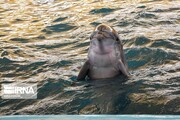 فیلم/ لحظه تولد دلفین در کیش
