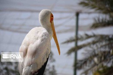 Kish Dolphin Park