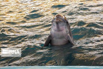 فیلم/ لحظه تولد دلفین در کیش