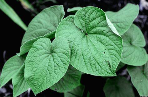 ۶ مکمل برای مقابله با استرس