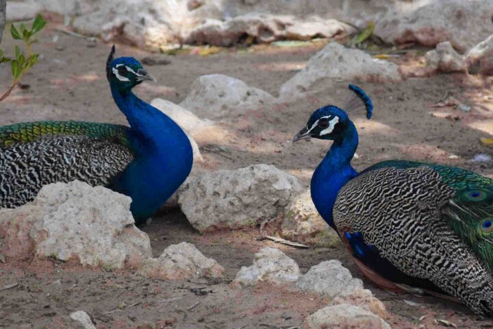 پارک دلفین های کیش، گشت و گذار میان پرنده و خزنده