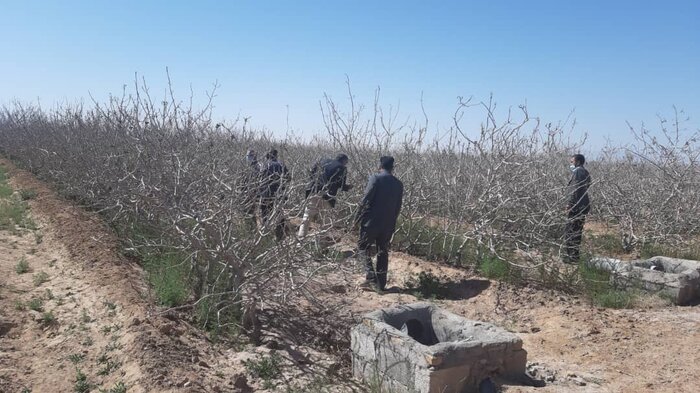 سرمازدگی ۳۶ هزار هکتار از باغهای پسته سیرجان/نماینده مجلس از وزارت جهاد انتقاد کرد