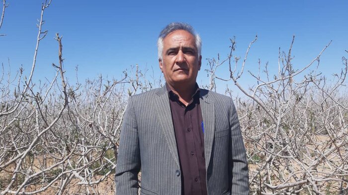 سرمازدگی ۳۶ هزار هکتار از باغهای پسته سیرجان/نماینده مجلس از وزارت جهاد انتقاد کرد