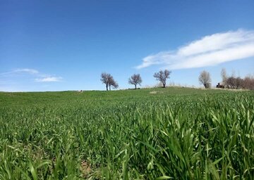 نمایی ازطبیعت بهاری بدر و پریشان قروه