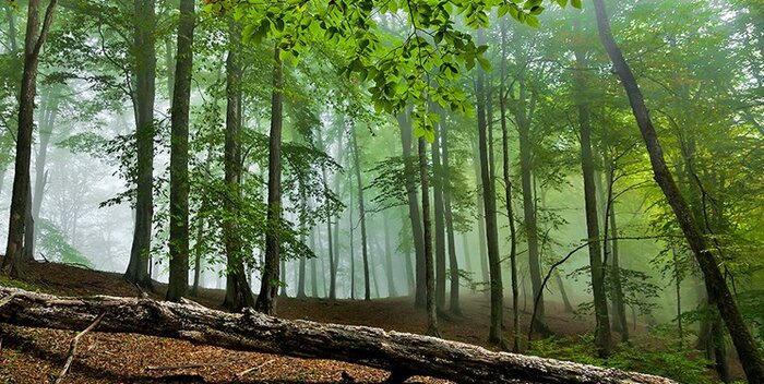 سیزده هیرکانی مازندران؛ بینظیر اما حساس