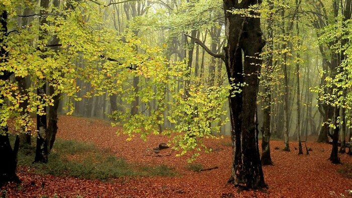 سیزده هیرکانی مازندران؛ بینظیر اما حساس