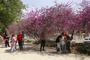 باغ ارم شیراز میراثی جهانی در ایام نوروز