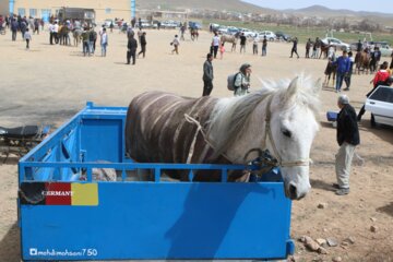 همایش سوارکاری و حرکات زیبایی در روستای سمقاور شهرستان کمیجان