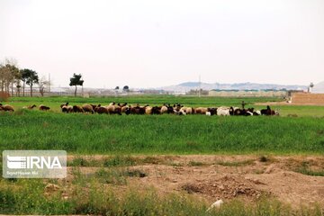 روز طبیعت را در کدام نقطه ورامین سپری کنیم