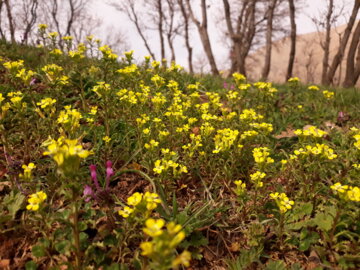 طبیعت بهاری شهرستان روانسر