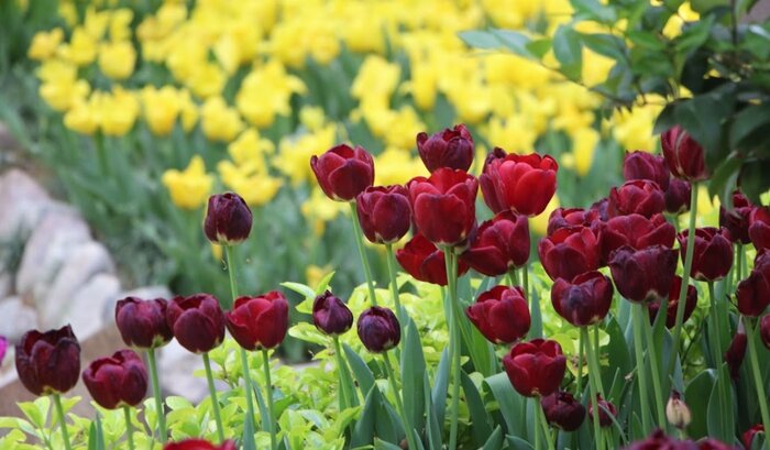 شکوه بهار در سروستان تهران