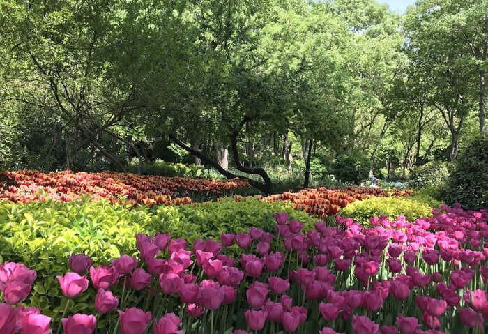 شکوه بهار در سروستان تهران