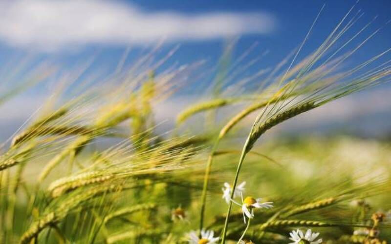 وزش باد تنها پدیده قابل توجه کردستان در هفته جاری است وزش باد تنها پدیده قابل توجه کردستان در هفته جاری است