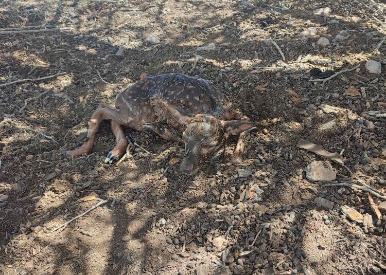 زایش نخستین گوزن زرد ایرانی در سال ۱۴۰۱ در ارسنجان فارس  زایش نخستین گوزن زرد ایرانی در سال ۱۴۰۱ در ارسنجان فارس