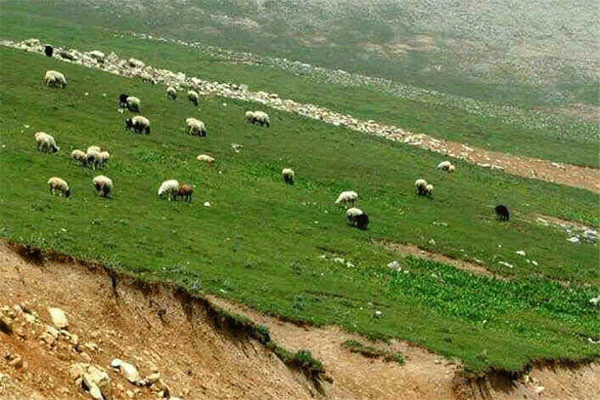 دامداران از ورود زودهنگام به منطقه گلیل خودداری کنند 