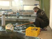 مزرعه پرورش ماهی تفتان پس از ۸ سال به چرخه تولید بازگشت