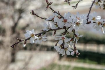 ورود به بهمن و آغاز بهار کُردی