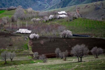 شکوفه‌های بهاری در کردستان